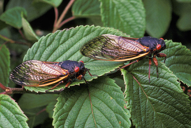 The 17-year cicadas are coming